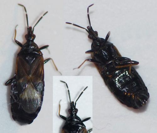 Réf. 200 207 : Elatophilus sp.